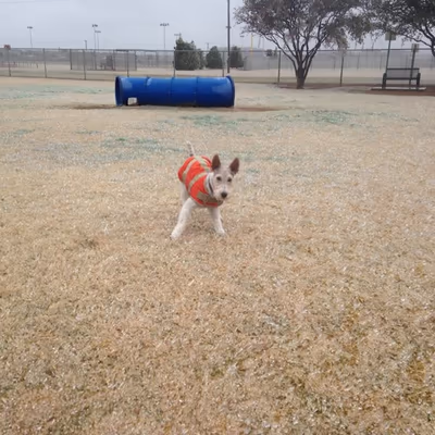 Hogan's Dog Run photo 2